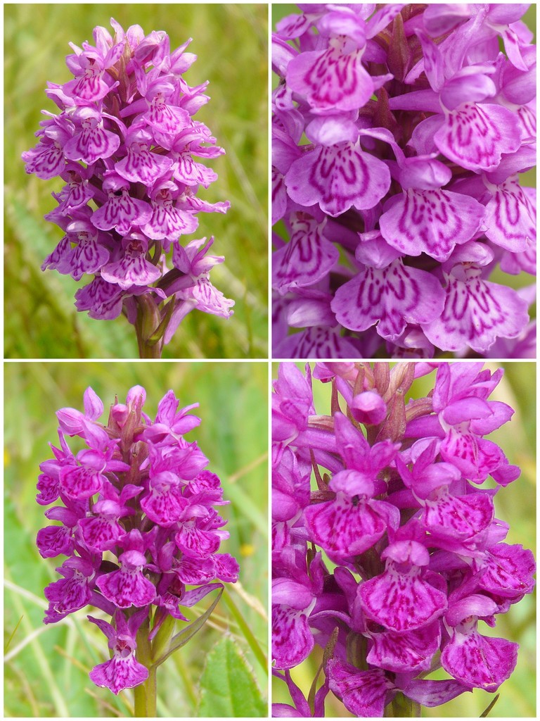 Orchidee d''Irlanda